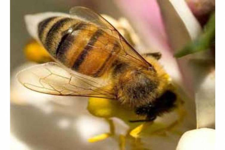 Yayılmış sklerozu arı zəhəri ilə müalicə edirlər